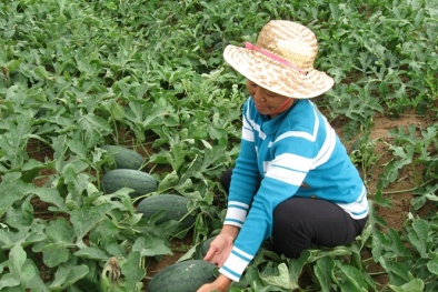 Dưa hấu 'nhấp nhổm'